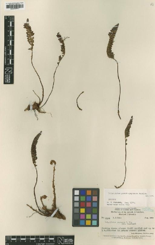 Polystichum pseudo-papuanum Nakaike - BM001048751