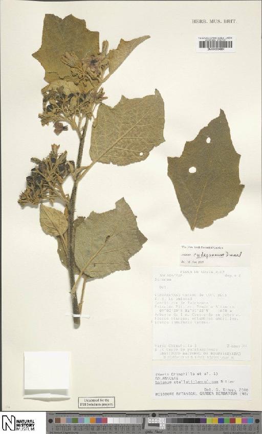 Solanum rudepannum Dunal - BM000934894
