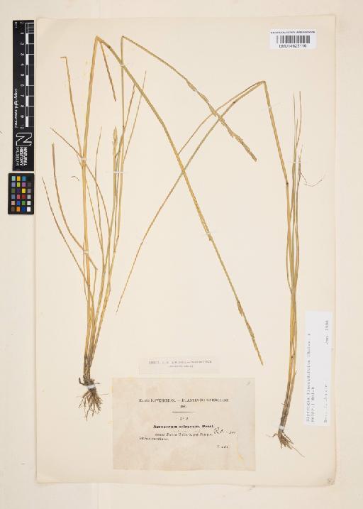Elymus flaccidifolius (Boiss. & Heldr.) Melderis - 014628116