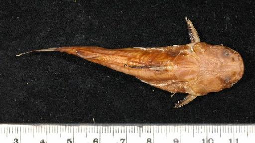 Pseudopimelodus transmontanus Regan, 1913 - 1910.7.11.104a; Pseudopimelodus transmontanus; dorsal view; ACSI Project image