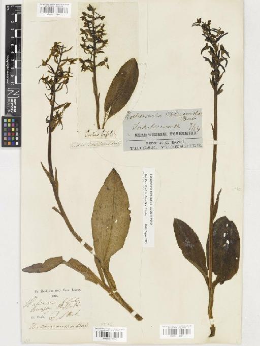 Platanthera chlorantha (Custer) Rchb. - BM001117957