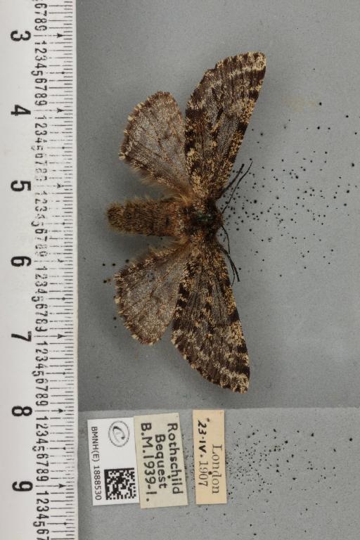 Lycia hirtaria ab. terroraria Krulikowsky, 1908 - BMNHE_1888530_457544