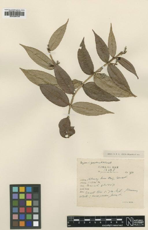 Eugenia quadrialata Craib - BM000944099