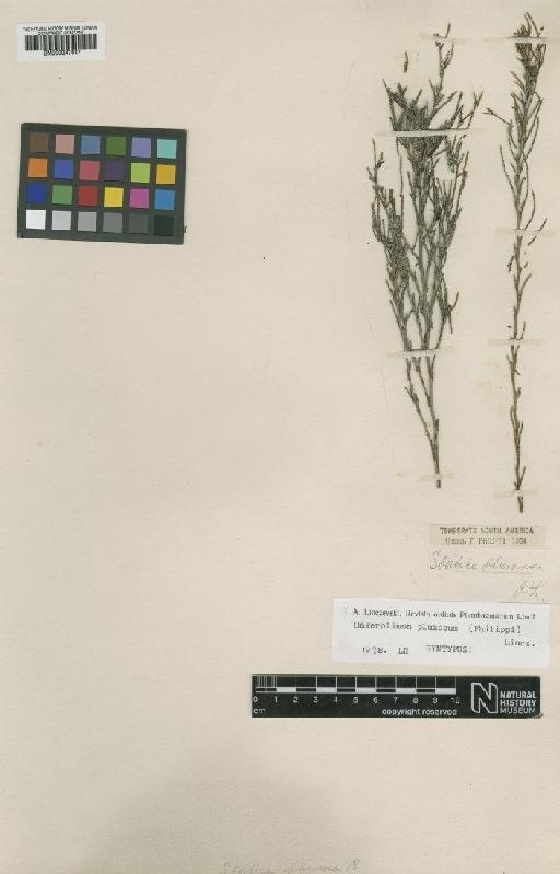 Bakerolimon plumosa (Philippi) Lincz. - BM000947647