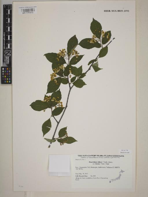 Photinia laevis (Thunb.) DC. - BM013850769