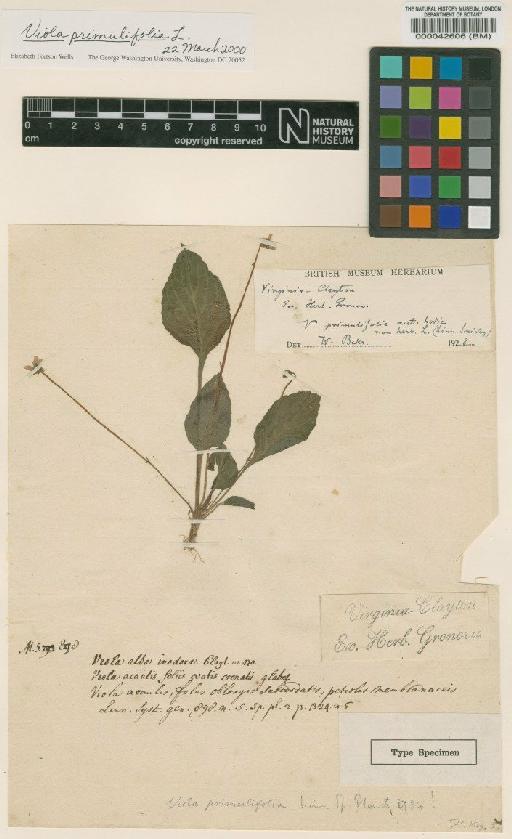Viola primulifolia L. - BM000042606