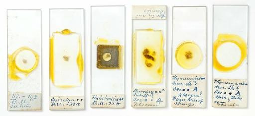 Porifera Grant, 1836 - Bwk Halich BM sample box contents