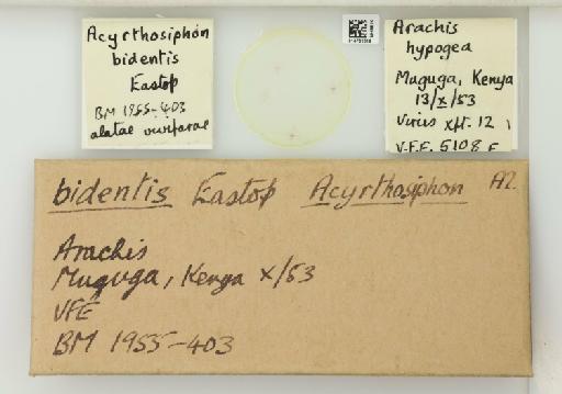 Acyrthosiphon bidentis Eastop, 1953 - 014762618_112426_1092594_157798_NoStatus