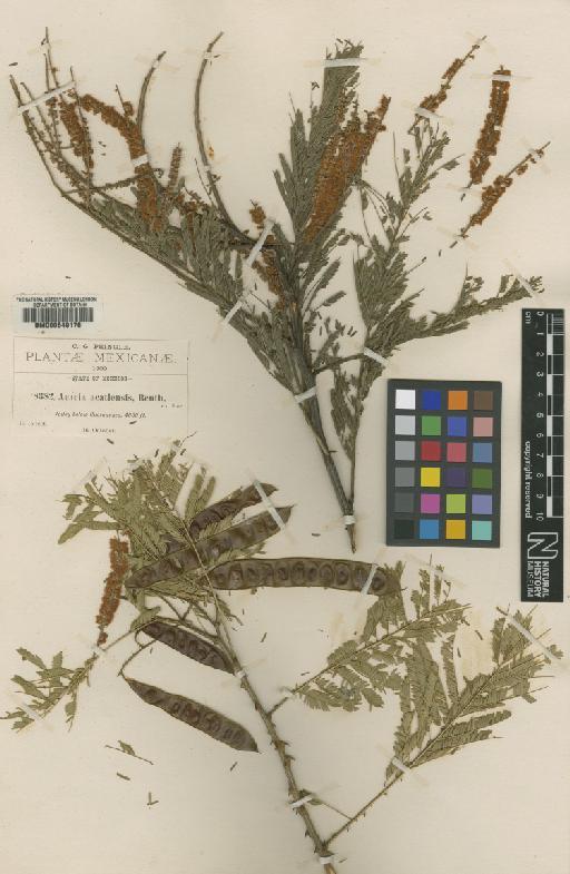 Acacia cuernavacana (Britton & Rose) Sandwith - BM000649176