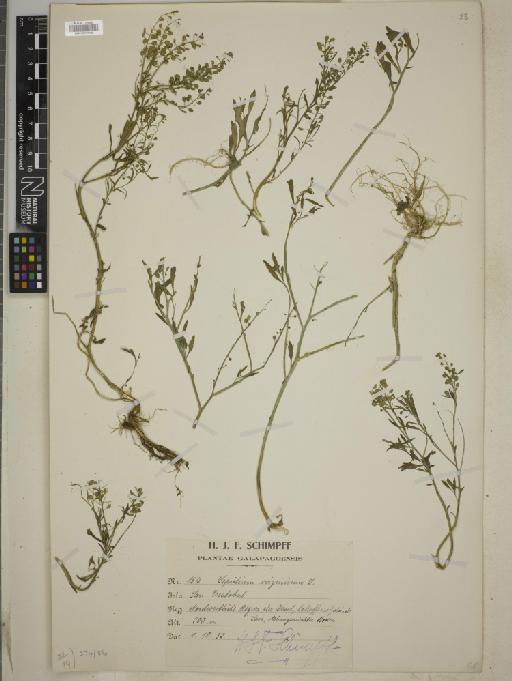 Lepidium virginianum L. - BM010777925