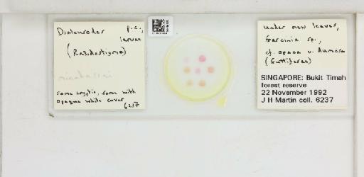 Dialeurodes minahassai Martin, 1989 - 013501559_117716_1092028_157708_NonType