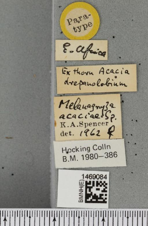 Melanagromyza acaciae Spencer, 1963 - BMNHE_1469084_a_label_44768