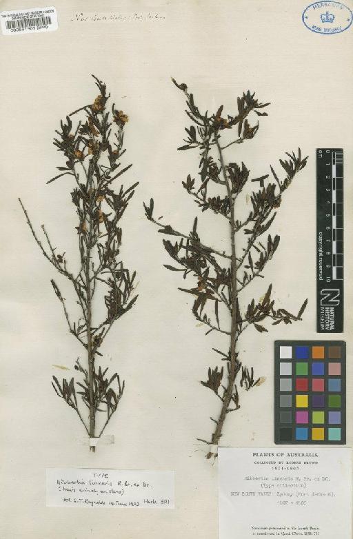 Hibbertia linearis R.Br. ex DC. - BM000551301