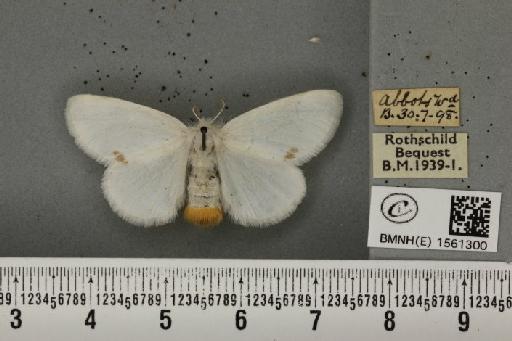 Euproctis similis ab. punctellata Lempke, 1937 - BMNHE_1561300_254059