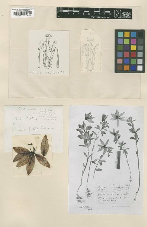 Lilium paradoxum Stearn - BM000595332