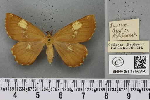 Angerona prunaria ab. smartaria Williams, 1947 - BMNHE_1866860_440016