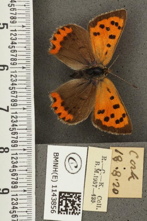 Lycaena phlaeas eleus ab. basilipuncta Tutt, 1906 - BMNHE_1143856_108785