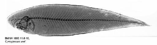 Cynoglossus arel (Bloch & Schneider, 1801) - BMNH 1888.11.6.45, Cynoglossus arel, Radiograph