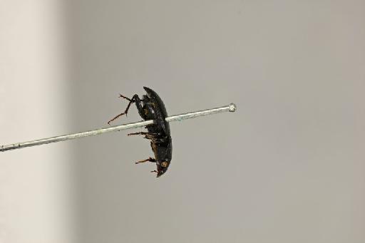 Parhypates bonellii (Waterhouse, G.R., 1841) - Pterostichus_bonellii_lateral_type