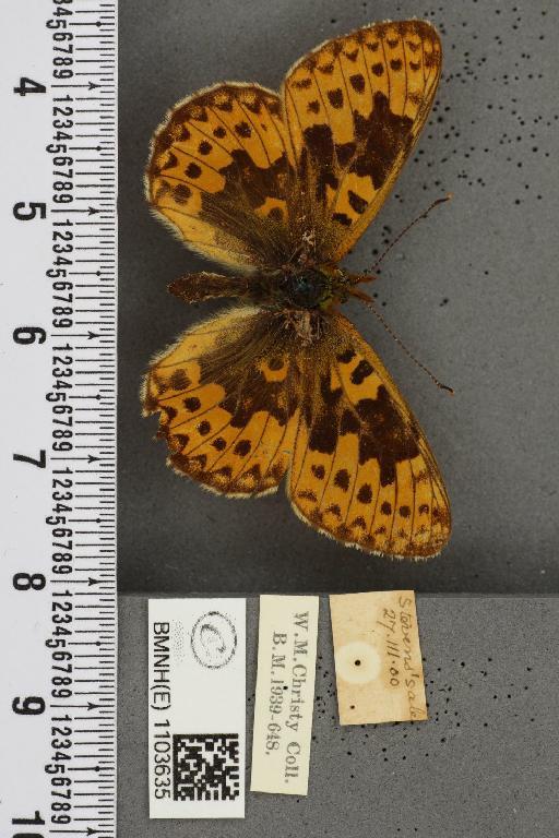 Boloria euphrosyne ab. pittionii Nitsche, 1926 - BMNHE_1103635_15067