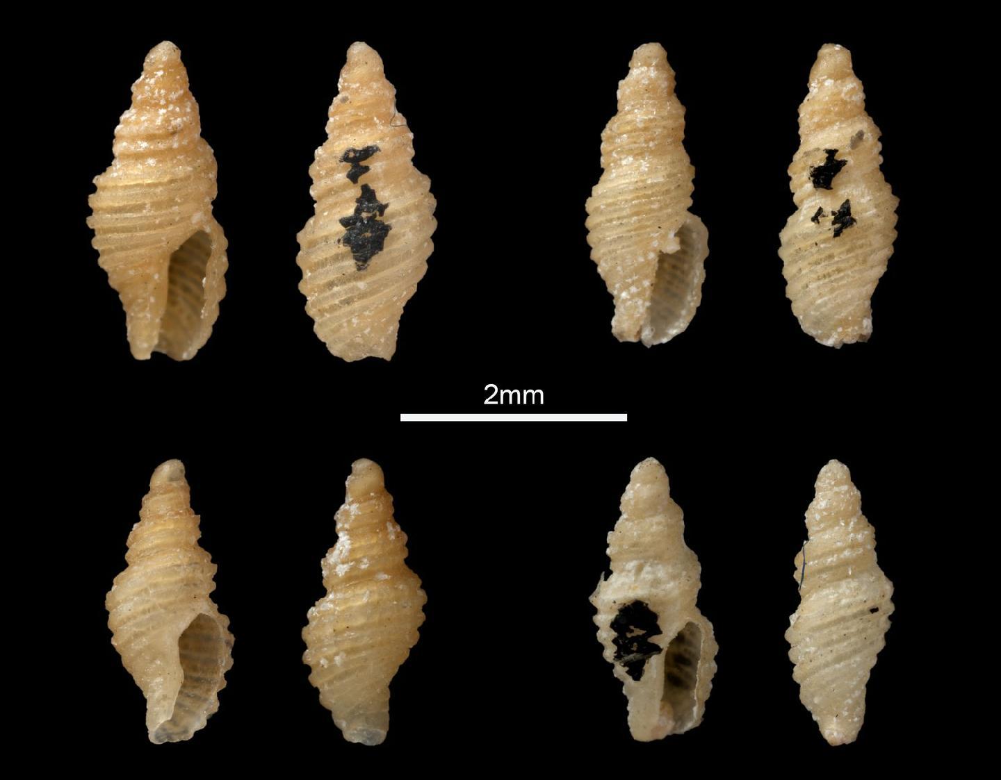 To NHMUK collection (Daphnella minuscula E. A. Smith, 1910; SYNTYPE(S); NHMUK:ecatalogue:2858187)