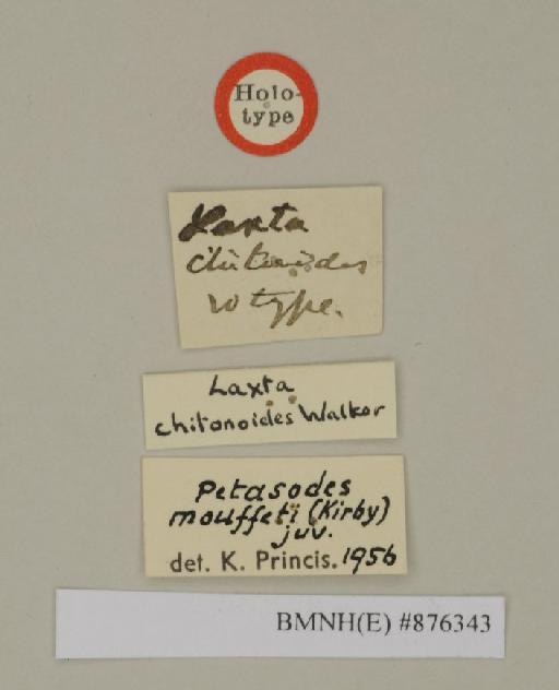 Laxta chitonoides Walker, 1868 - Laxta chitonoides Walker, F, 1868, unsexed, holotype, labels. Photographer: Edward Baker. BMNH(E)#876343