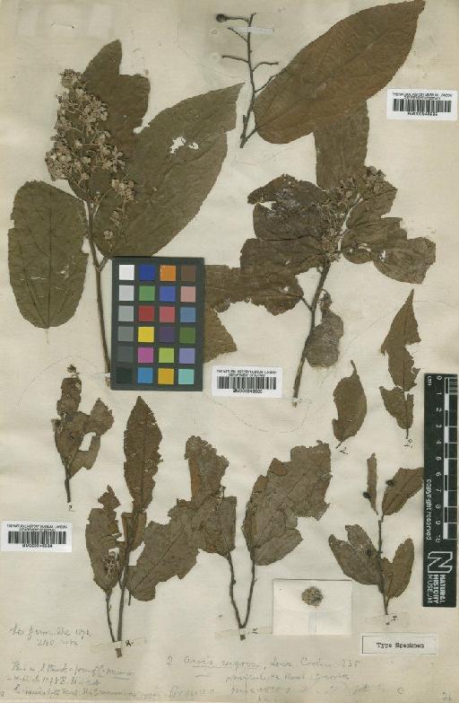 Grewia paniculata Roxb. - BM000946535