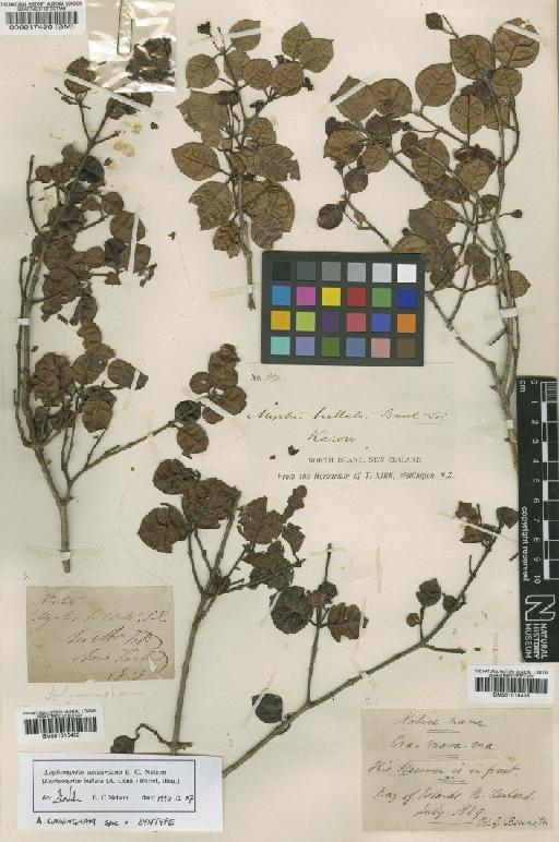 Myrtus aotearoana (E.C.Nelson) E.C.Nelson - BM001015433