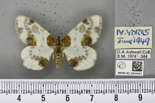 Abraxas sylvata (Scopoli, 1763) - BMNHE_1844487_419028