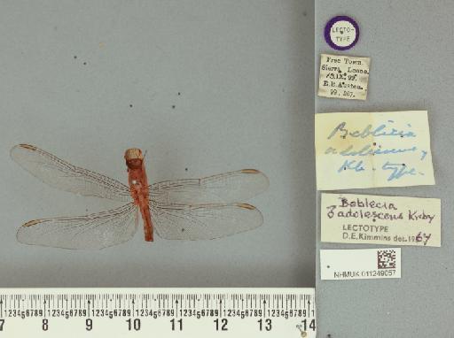 Crocothemis adolescens Kirby, 1900 - 011249057_Beblecia_adolescens_LT_labels