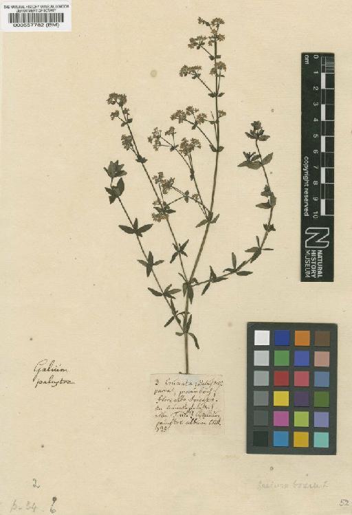 Galium boreale L. - BM000557782