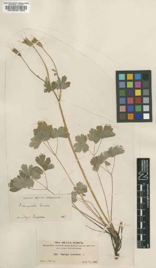 Aquilegia elegantula Greene - BM000565657