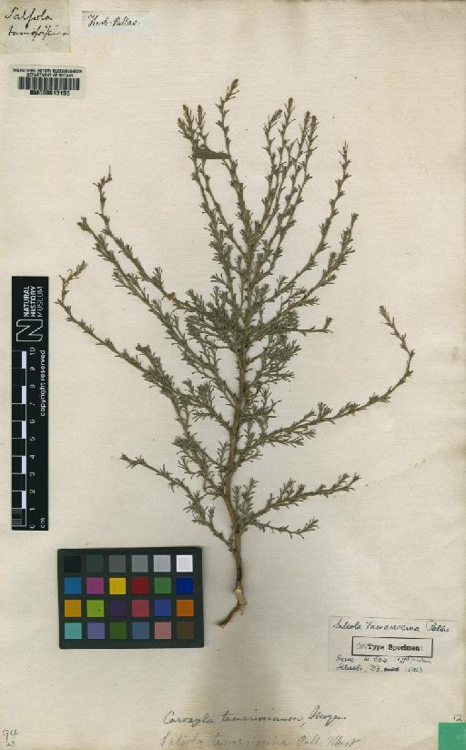 Salsola tamariscina Pall. - BM000613135