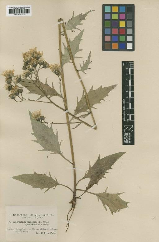 Hieracium caesium subsp. pectinosum (Dahlst.) Zahn - BM001051078