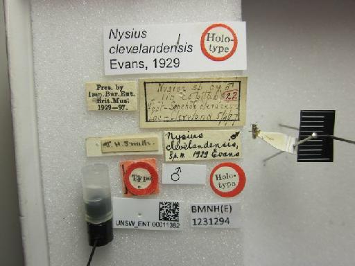 Nysius clevelandensis Evans, 1929 - Nysius clevelandensis-BMNH(E)1231294-Holotype male dorsal & labels