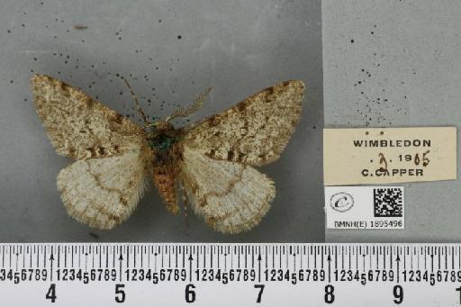 Phigalia pilosaria (Denis & Schiffermüller, 1775) - BMNHE_1895496_456377