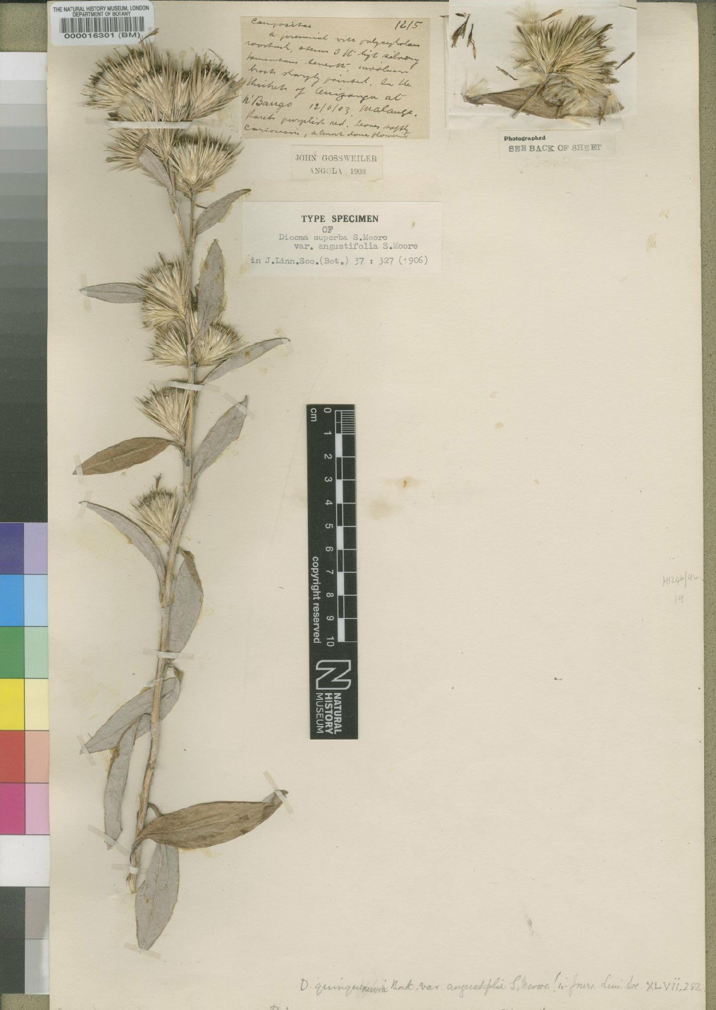 To NHMUK collection (Dicoma quinquenervia var. angustifolia (Moore) Moore; Holotype; NHMUK:ecatalogue:4553228)