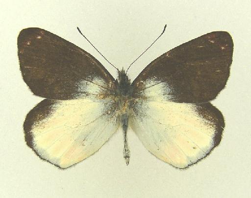 Delias inexpectata Rothschild, 1916 - Delias inexpectata Rothschild type