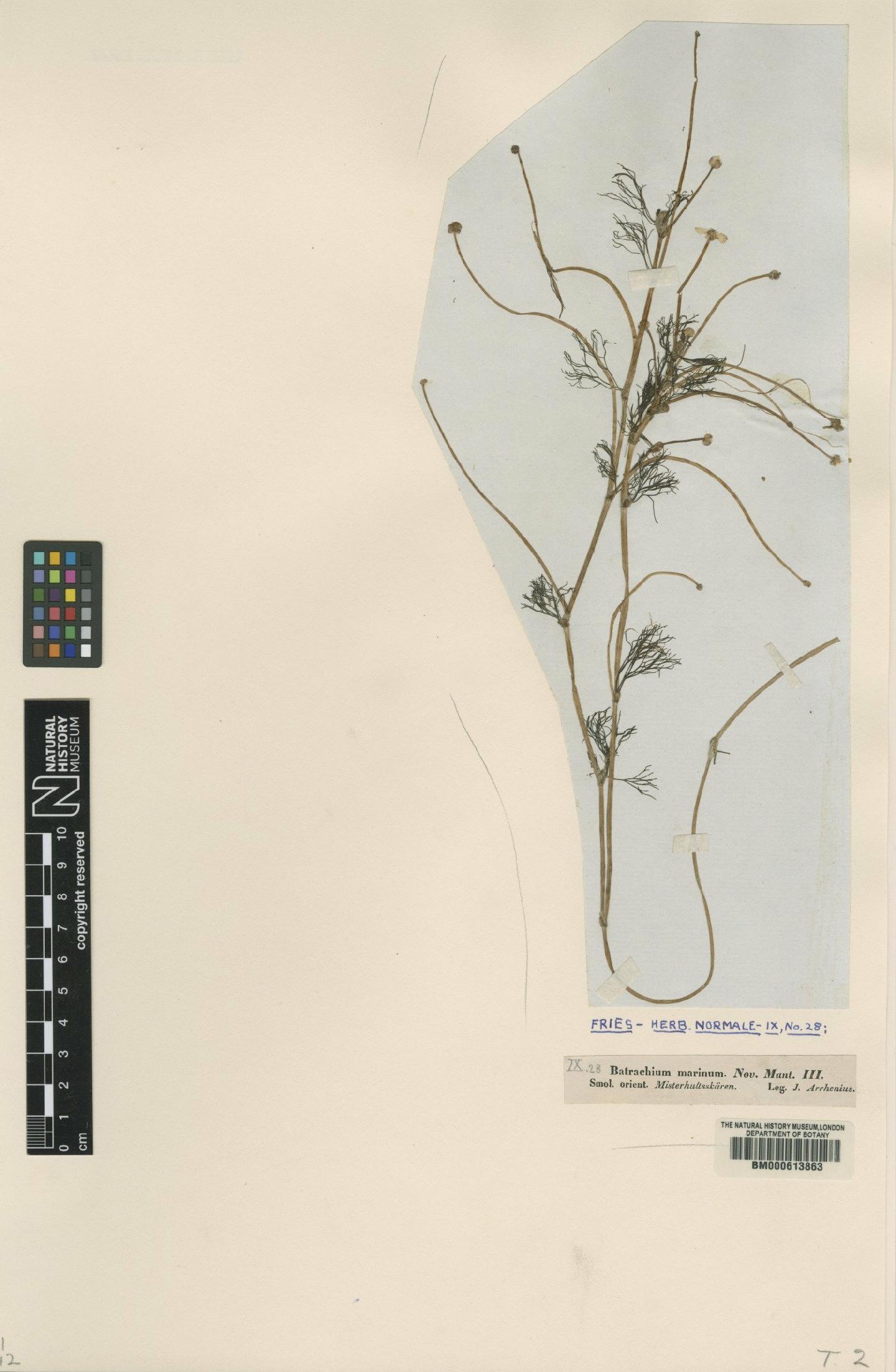 To NHMUK collection (Ranunculus baudotii Godr.; Type; NHMUK:ecatalogue:4712064)