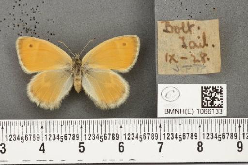 Coenonympha pamphilus (Linnaeus, 1758) - BMNHE_1066133_27486