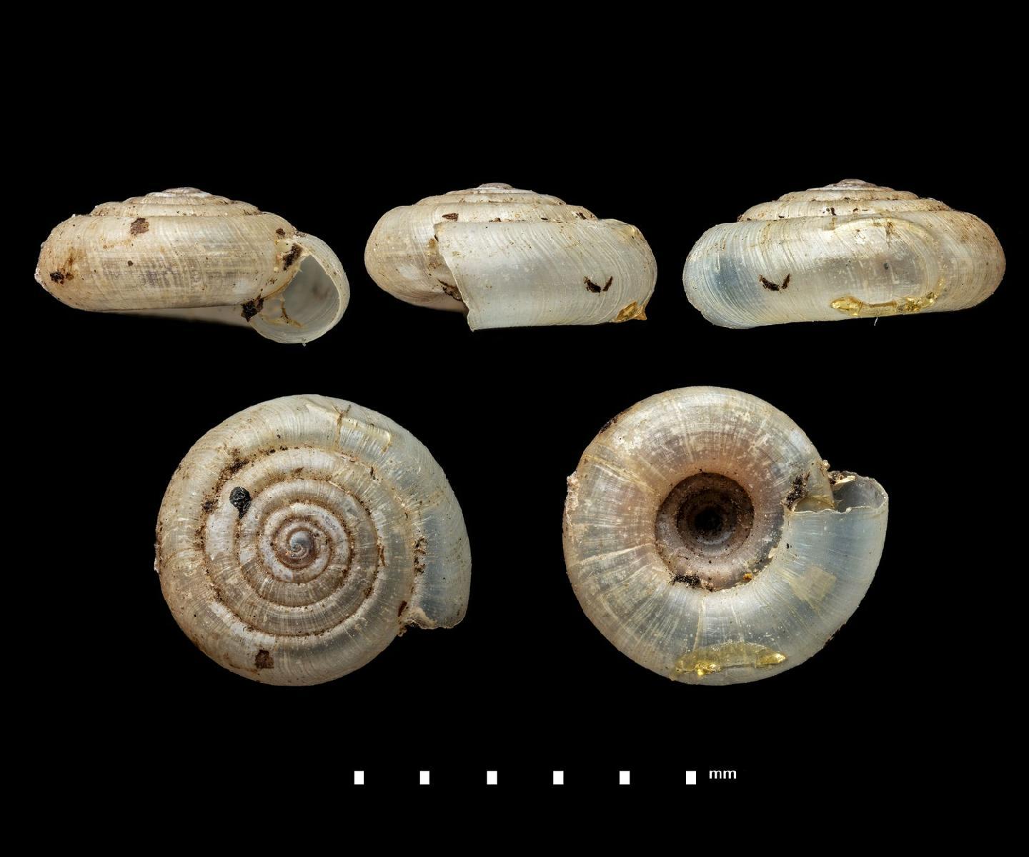 To NHMUK collection (Systrophia incarnum Crawford; HOLOTYPE & PARATYPE(S); NHMUK:ecatalogue:2445330)