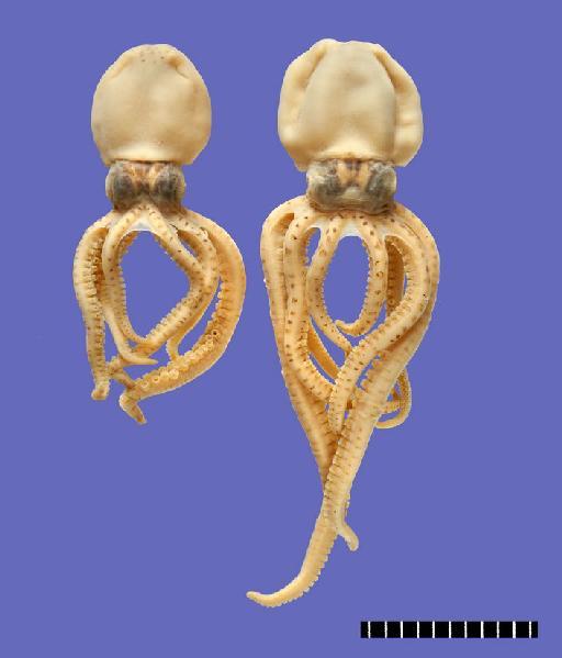 Octopus kempi (Robson, 1929) - 1947.3.12.1-2, SYNTYPES, Octopus kempi Robson, 1929