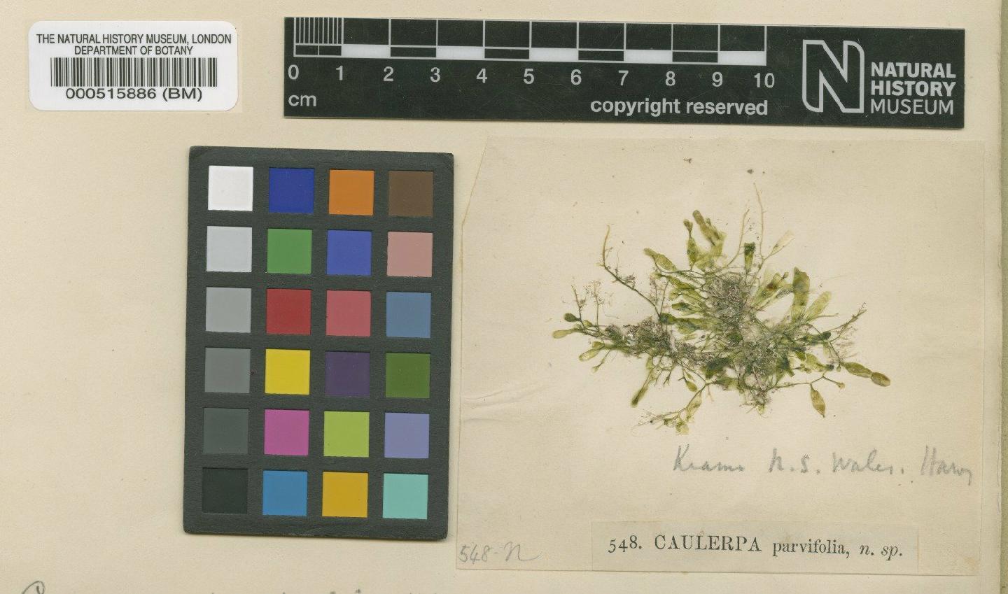 To NHMUK collection (Caulerpa parvifolia Harv.; Type; NHMUK:ecatalogue:688327)