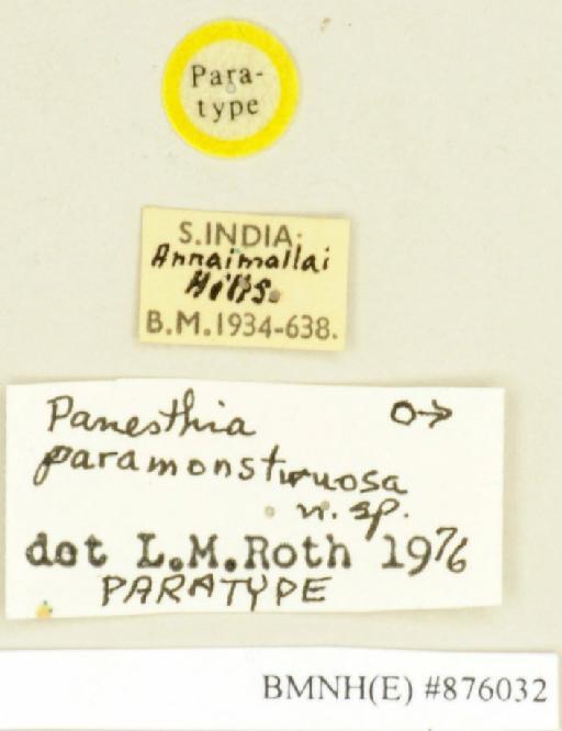 Panesthia paramonstruosa Roth, 1979 - Panesthia paramonstruosa Roth, 1979, male, paratype, labels. Photographer: Edward Baker. BMNH(E)#876032