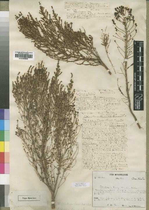 Philippia benguelensis Britten - BM000925299