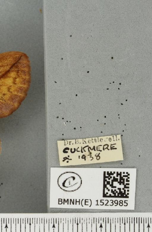 Euthrix potatoria (Linnaeus, 1758) - BMNHE_1523985_label_196828