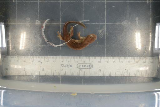 Hynobius nebulosus - Image of specimen 1926.6.3.3