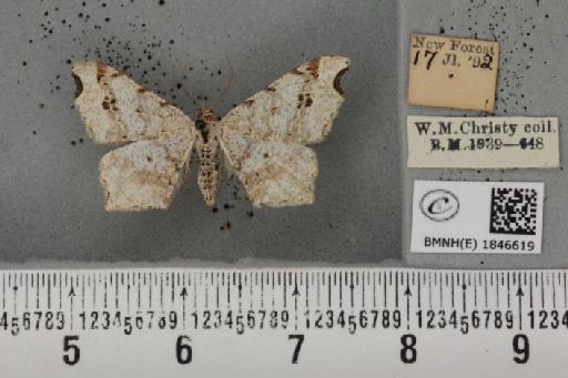 Macaria alternata ab. lineata Lempke, 1952 - BMNHE_1846619_420817