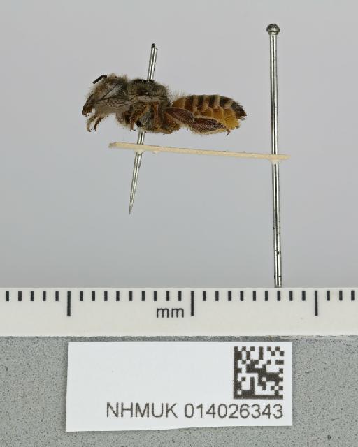 Megachile (Eurymella) basalis Smith, F., 1853 - 014026343__-