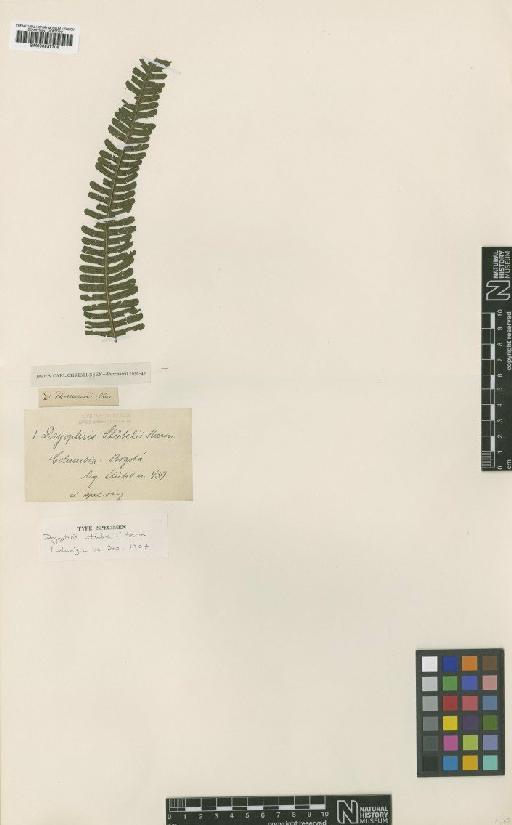 Amauropelta thomsonii (Jenman) Pic.Serm. - BM000937708